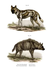 Perro salvaje africano